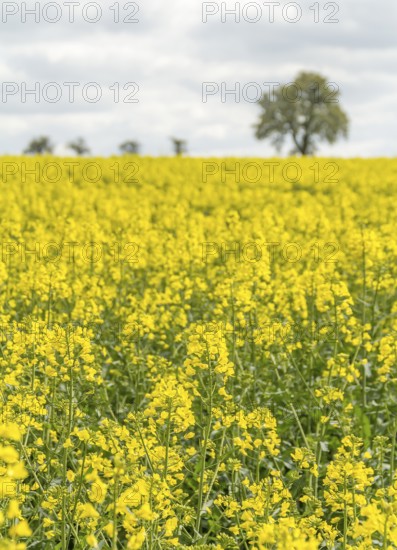 Yellow flowering field of rapeseed at spring time in rural ambiance