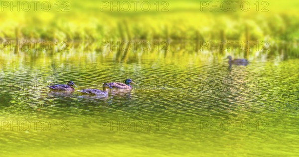 Riparian sunny park scenery including some mallards swimming in a lake at summer time