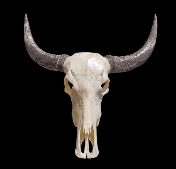 Horned animal skull in black back