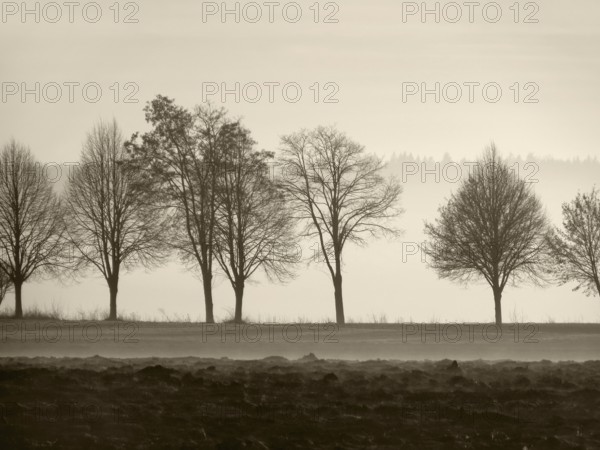 Foggy autumn scenery with trees in Southern Germany