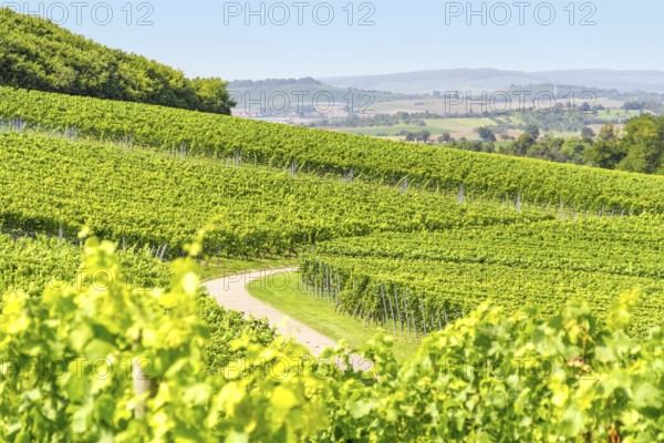 Sunny winegrowing scenery in Hohenlohe, a area in Southern Germany at late summer time