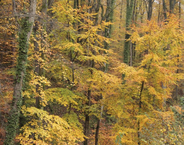 Detail of a colorful forest at autumn time in Southern Germany