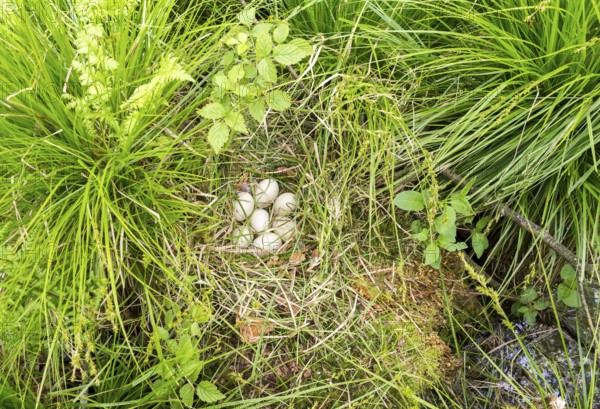 Nest of a duck with some eggs in natural ambiance seen from above