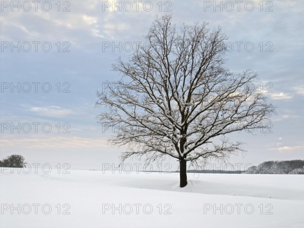 Idyllic rural winter scenery with stand-alone tree at evening time in Hohenlohe, an area in Southern Germany