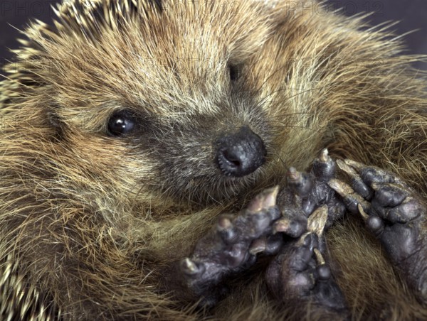 Portrait of a rolled-up young hedgehog. Studio photography in white back