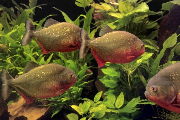 Underwater scenery with piranhas and aquatic plants