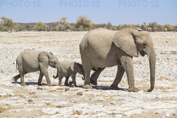 Sunny arid savannah scenery including a walking family of african bush elephants seen in Namibia