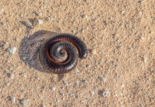 Huge rolled up millipede on sandy ground in Namibia