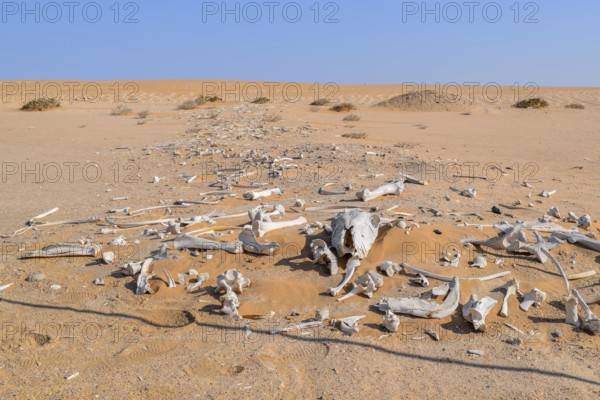 Desert scenery including lots of bleached animal bones seen in Namibia