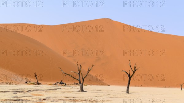 Namib desert scenery with dead acacia trees around Deadvlei in the Sossusvlei area in Namibia
