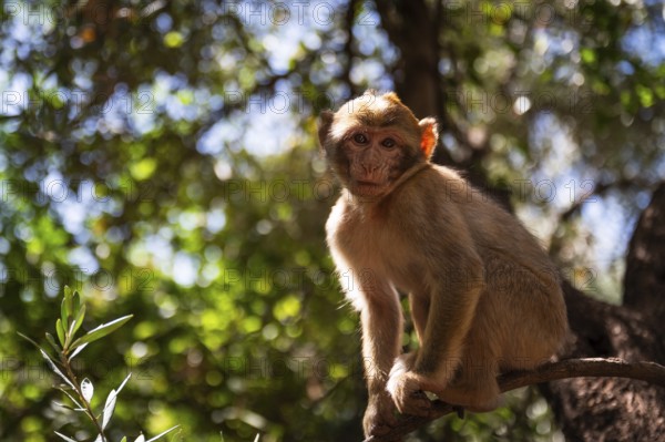 Small macaque monkey near the Ouzoud waterfall, Morocco