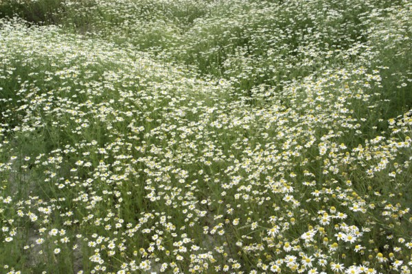 Natural field with lots of blooming Camomile plants