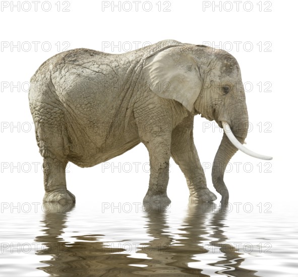 African elephant on mirroring water surface in white back