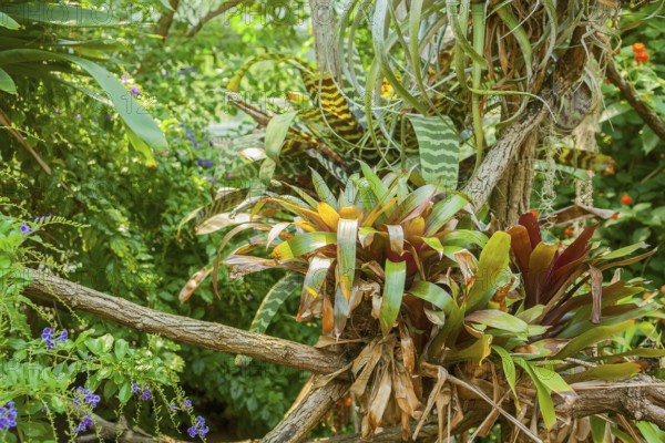 Vivid scenery including lots of various jungle plants