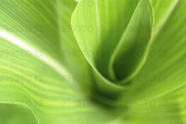 Abstract full frame green corn plant detail