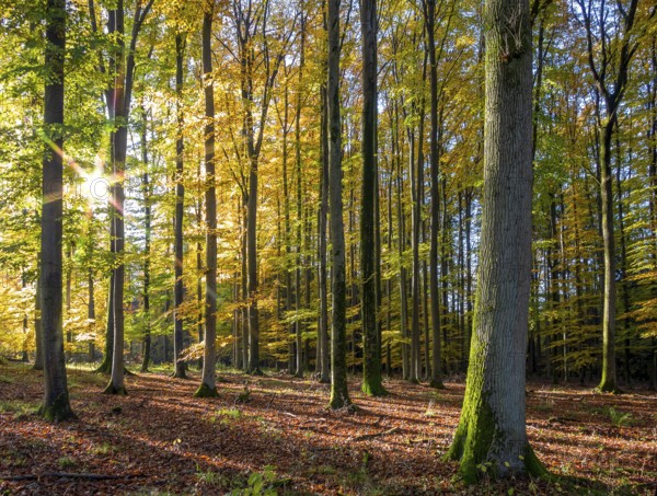 Idyllic forest scenery at autumn time in Southern Germany