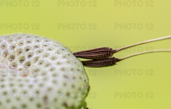Macro shot of two remaining attached dandelion seeds on bald flower head