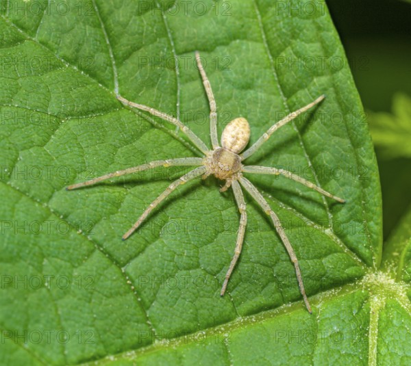 Macro shot of a light colored spider on green leaf