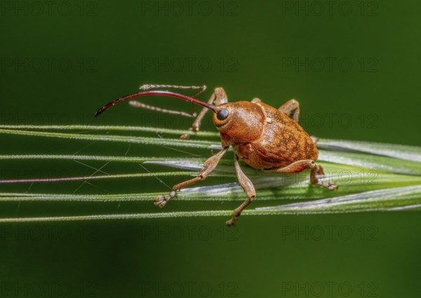 Sideways shot of a acorn weevil resting on a ear in green back
