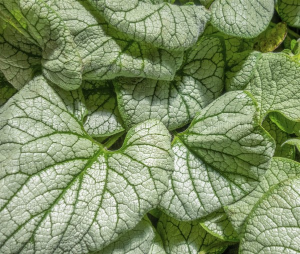 Full frame green and white bicolor leaves in black back