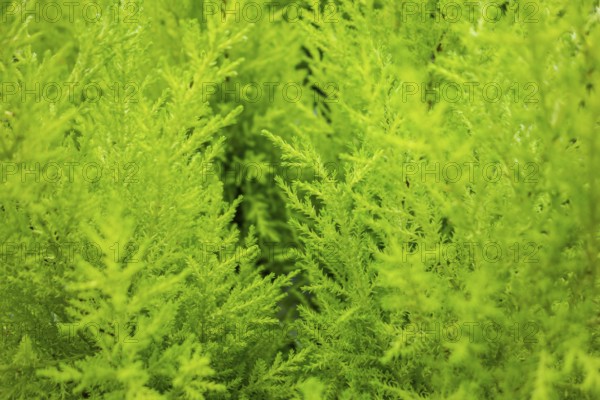 Macro shot of a full frame green vegetation background