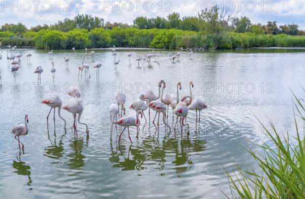 Riparian scenery including some flamingos around the Regional Nature Park of the Camargue in Southern France