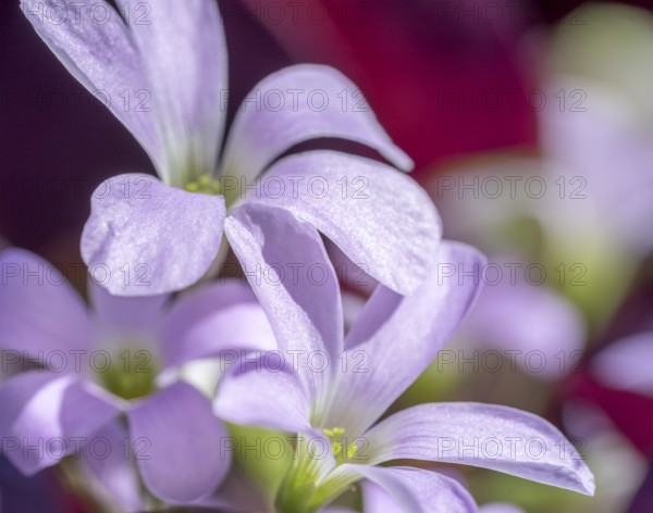 Macro shot of some lilac flowers