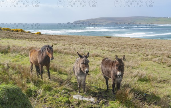Coastal scenery including two donkeys and a horse on a meadow in Ireland