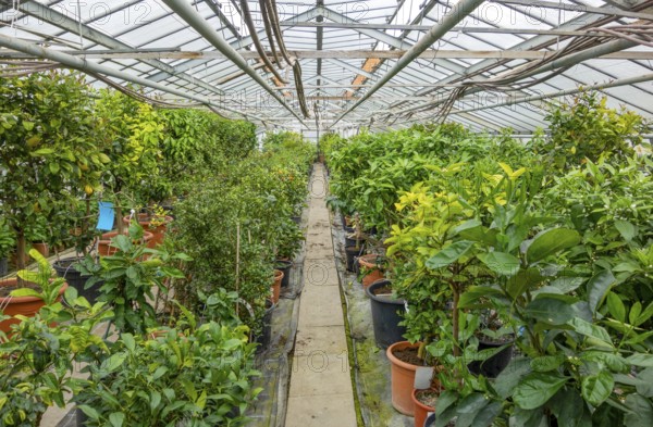 Scenery in a greenhouse with lots of potted plants