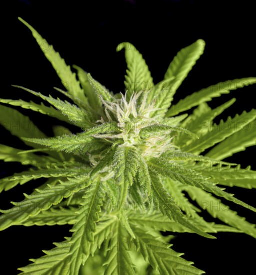 Flowering fresh green cannabis plant closeup in black back