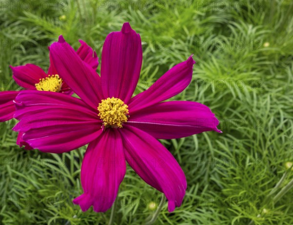 Vibrant pink garden cosmos flower closeup in natural green ambiance