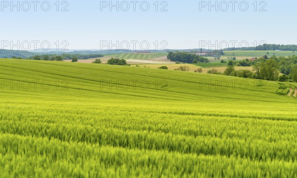 Rural scenery including a green grainfield at early summer time in Southern Germany
