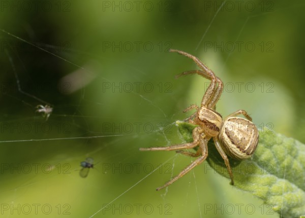 Macro shot of a crab spider lurking on leaf edge
