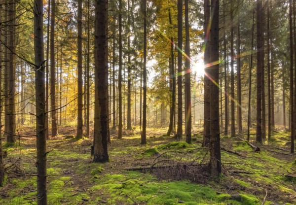 Idyllic sunny forest scenery at autumn time in Southern Germany
