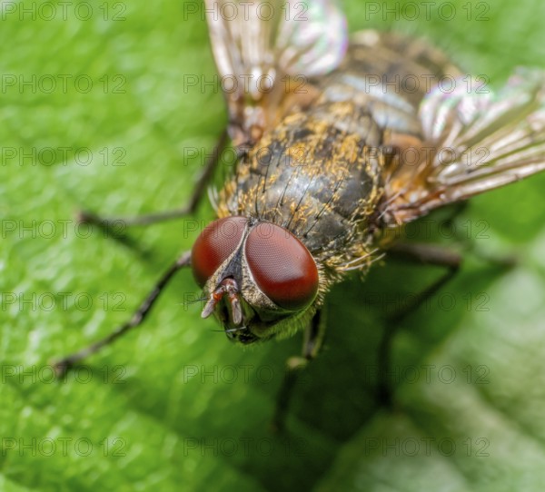 Macro portrait of a common cluster fly resting on a leaf in sunny ambiance