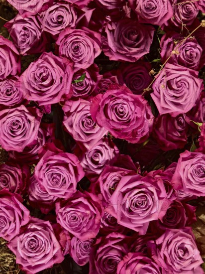 Lush cluster of pink rose petals, conveys romantic, lively atmosphere Styria Austria