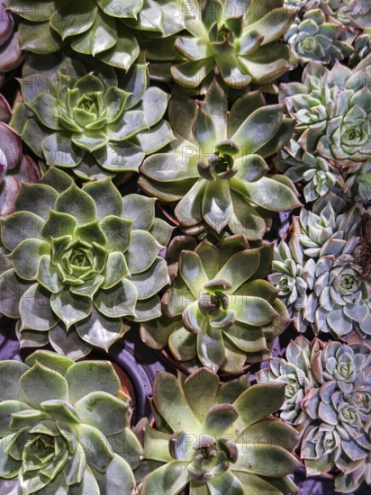Variety of succulents with green rosettes, densely packed, creates natural texture Styria Austria