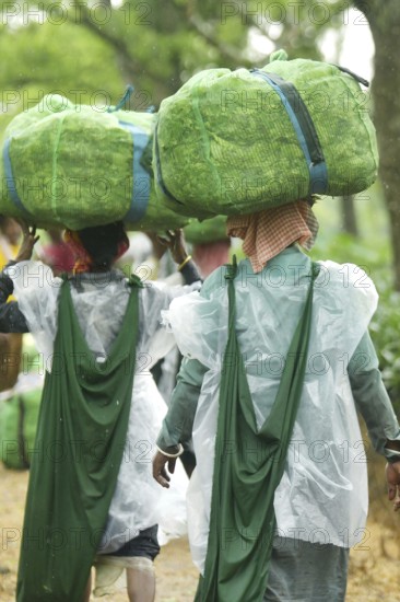 Agartala, Tripura, India, 17-07-2025: Tea garden workers covered themselves with plastic while they were working in a tea garden during a heavy rain in Durgabari tea garden on the outskirts of Agartala. Photo By-Abhisek Saha