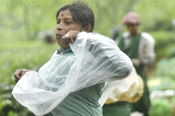 Agartala, Tripura, India, 17-07-2025: A tea garden worker covering herself with plastic before she starts working in a tea garden during a heavy rain in Durgabari tea garden on the outskirts of Agartala. Photo By-Abhisek Saha