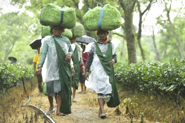 Agartala, Tripura, India, 17-07-2025: Tea garden workers covered themselves with plastic while they were working in a tea garden during a heavy rain in Durgabari tea garden on the outskirts of Agartala. Photo By-Abhisek Saha