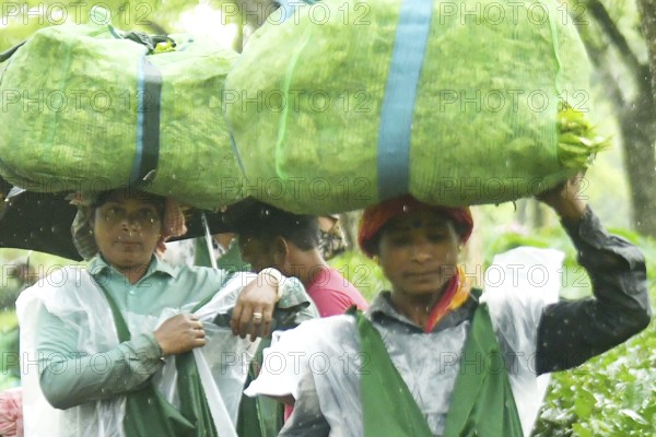 Agartala, Tripura, India, 17-07-2025: Tea garden workers covered themselves with plastic while they were working in a tea garden during a heavy rain in Durgabari tea garden on the outskirts of Agartala. Photo By-Abhisek Saha