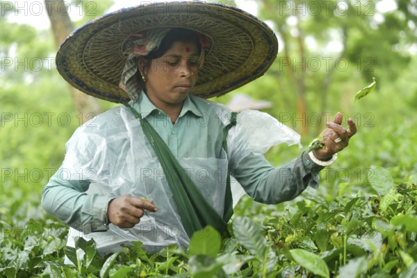 Agartala, Tripura, India, 17-07-2025: A tea garden worker covered herself with plastic while she plucks tea leaves in a tea garden during a heavy rain in Durgabari tea garden on the outskirts of Agartala, capital of the Northeastern state of Tripura, India. Photo By-Abhisek Saha