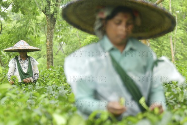 Agartala, Tripura, India, 17-07-2025: Tea garden workers covered themselves with plastic while they were working in a tea garden during a heavy rain in Durgabari tea garden on the outskirts of Agartala. Photo By-Abhisek Saha