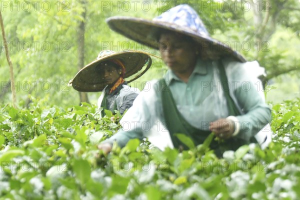 Agartala, Tripura, India, 17-07-2025: Tea garden workers covered themselves with plastic while they were working in a tea garden during a heavy rain in Durgabari tea garden on the outskirts of Agartala. Photo By-Abhisek Saha