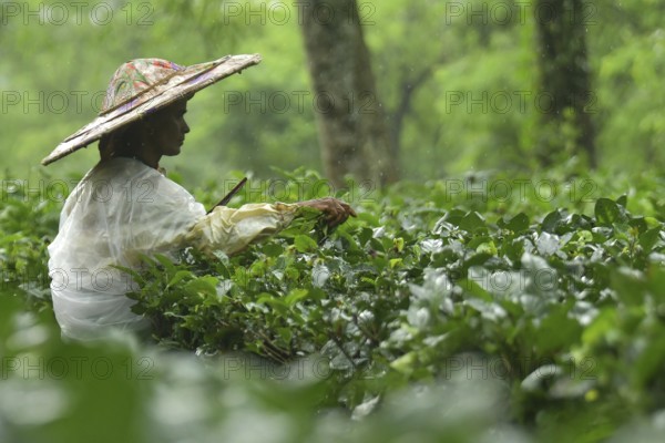 Agartala, Tripura, India, 17-07-2025: A tea garden worker covered herself with plastic while she plucks tea leaves in a tea garden during a heavy rain in Durgabari tea garden on the outskirts of Agartala, capital of the Northeastern state of Tripura, India. Photo By-Abhisek Saha
