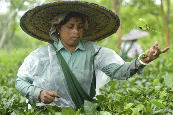 Agartala, Tripura, India, 17-07-2025: A tea garden worker covered herself with plastic while she plucks tea leaves in a tea garden during a heavy rain in Durgabari tea garden on the outskirts of Agartala, capital of the Northeastern state of Tripura, India. Photo By-Abhisek Saha