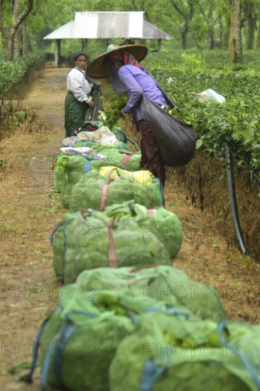 Agartala, Tripura, India, 17-07-2025: Tea garden workers working in the tea garden during a heavy rain in Durgabari tea garden on the outskirts of Agartala. Photo By-Abhisek Saha