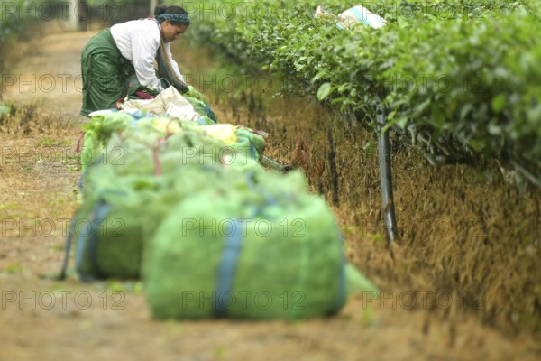 Agartala, Tripura, India, 17-07-2025: A tea garden worker works in a tea garden during a heavy rain in Durgabari tea garden on the outskirts of Agartala. Photo By-Abhisek Saha