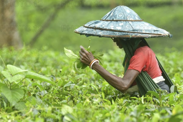 Agartala, Tripura, India, 17-07-2025: A tea garden worker works in a tea garden during a heavy rain in Durgabari tea garden on the outskirts of Agartala. Photo By-Abhisek Saha