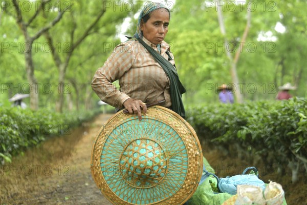 Agartala, Tripura, India, 17-07-2025: A tea garden worker works in a tea garden during a heavy rain in Durgabari tea garden on the outskirts of Agartala. Photo By-Abhisek Saha